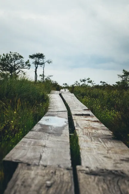 Detail Holzsteg Durch Moorlandschaft Wanderroute Number 12