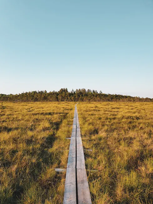 Detail Holzsteg Durch Moorlandschaft Wanderroute Number 13