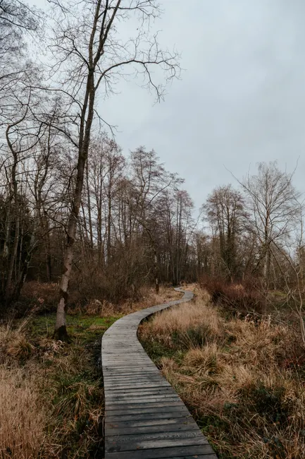 Detail Holzsteg Durch Moorlandschaft Wanderroute Number 14