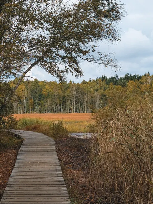Detail Holzsteg Durch Moorlandschaft Wanderroute Number 15