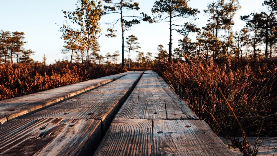Detail Holzsteg Durch Moorlandschaft Wanderroute Number 16