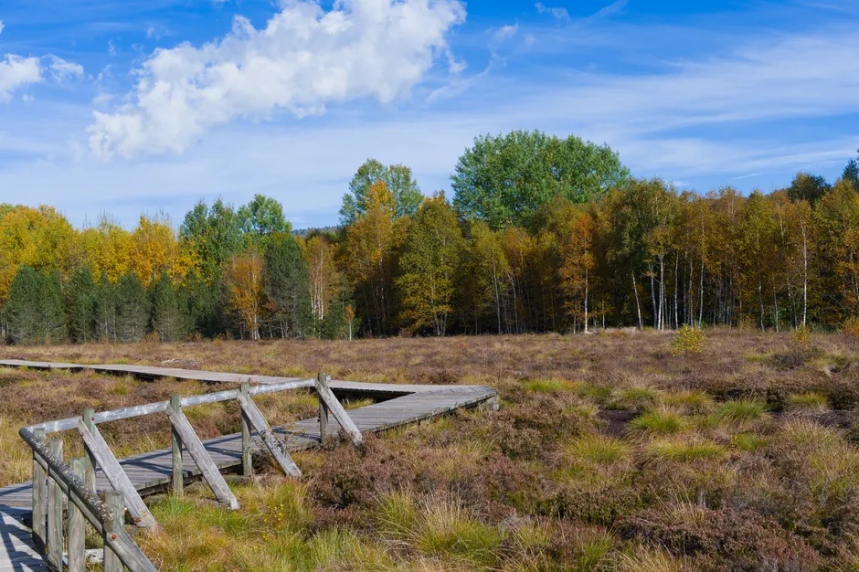 Detail Holzsteg Durch Moorlandschaft Wanderroute Number 17