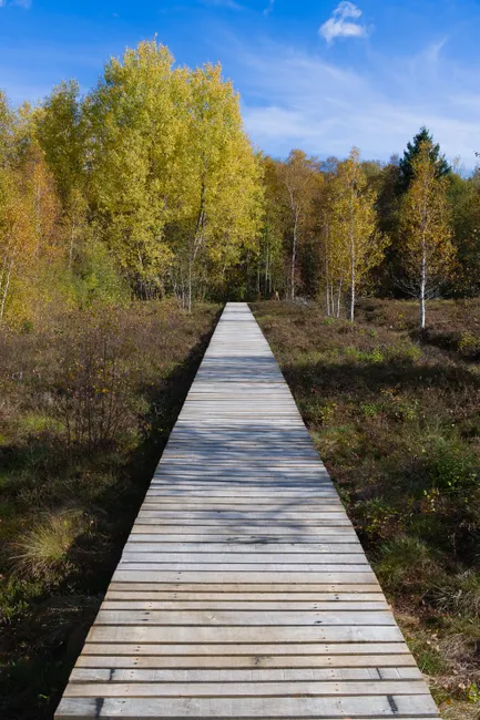 Detail Holzsteg Durch Moorlandschaft Wanderroute Number 19