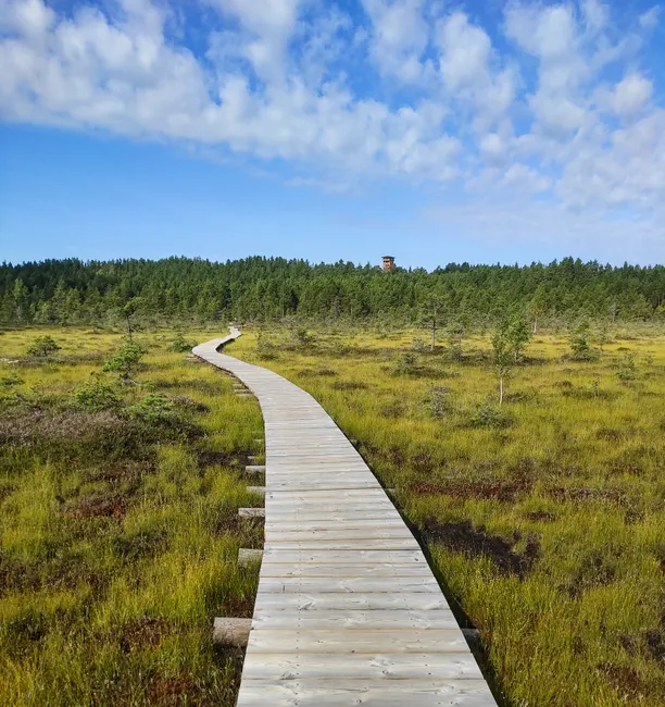 Detail Holzsteg Durch Moorlandschaft Wanderroute Number 20