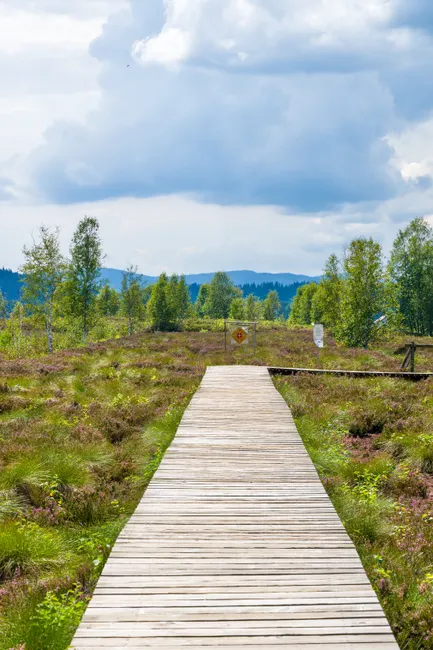Detail Holzsteg Durch Moorlandschaft Wanderroute Number 6