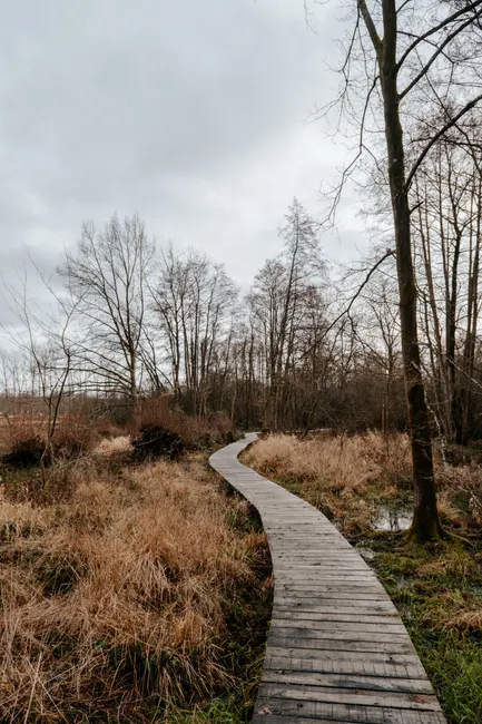 Detail Holzsteg Durch Moorlandschaft Wanderroute Number 7