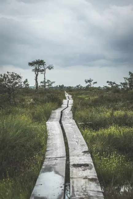 Detail Holzsteg Durch Moorlandschaft Wanderroute Number 9