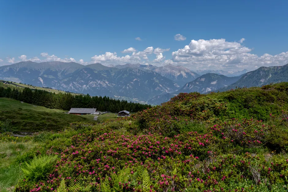 Detail Hüttentour Alpenweg Mit Blumenwiese Number 11