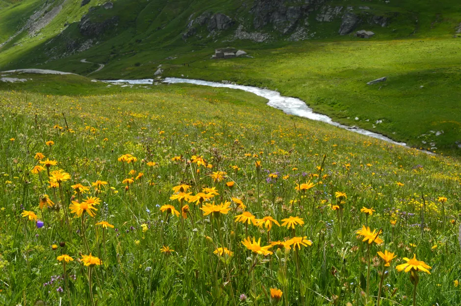 Detail Hüttentour Alpenweg Mit Blumenwiese Number 16