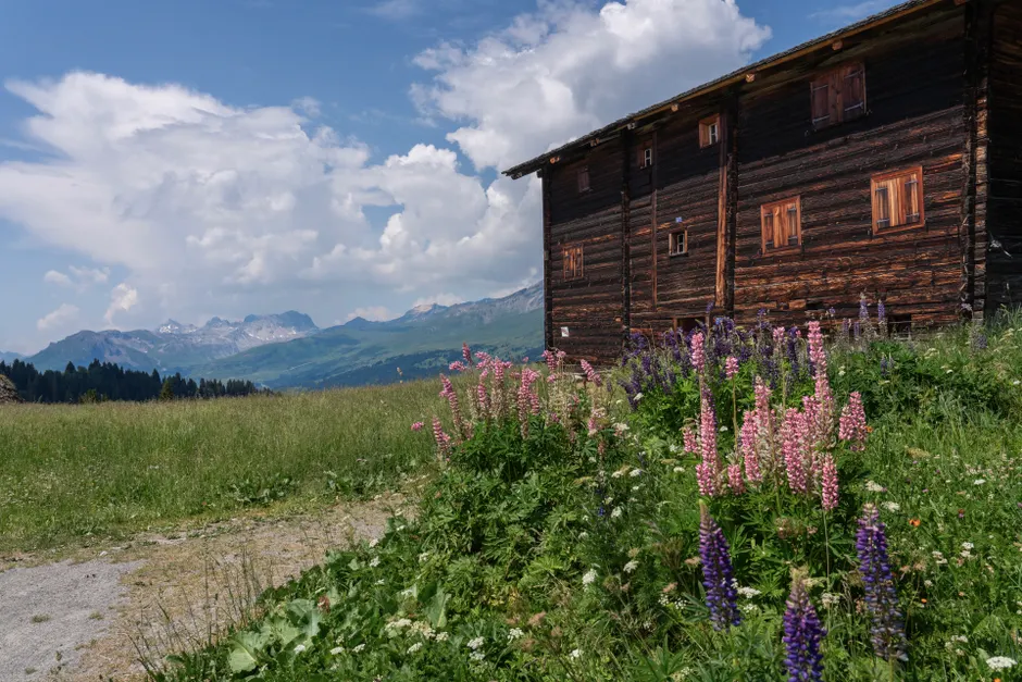 Detail Hüttentour Alpenweg Mit Blumenwiese Number 18