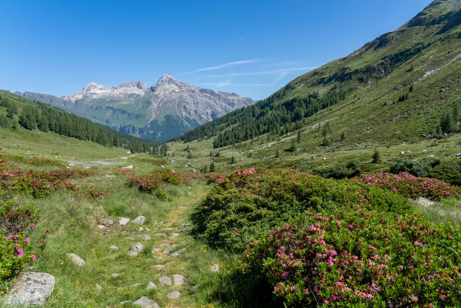 Detail Hüttentour Alpenweg Mit Blumenwiese Number 4
