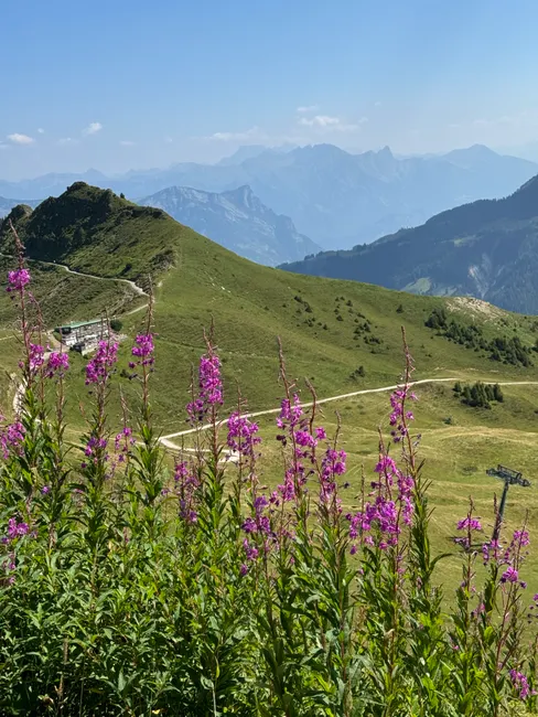 Detail Hüttentour Alpenweg Mit Blumenwiese Number 6