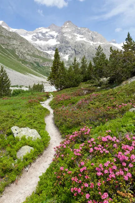 Detail Hüttentour Alpenweg Mit Blumenwiese Number 7