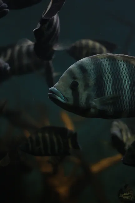 Korallenriff Bunte Fische Unterwasser Szene D2f3