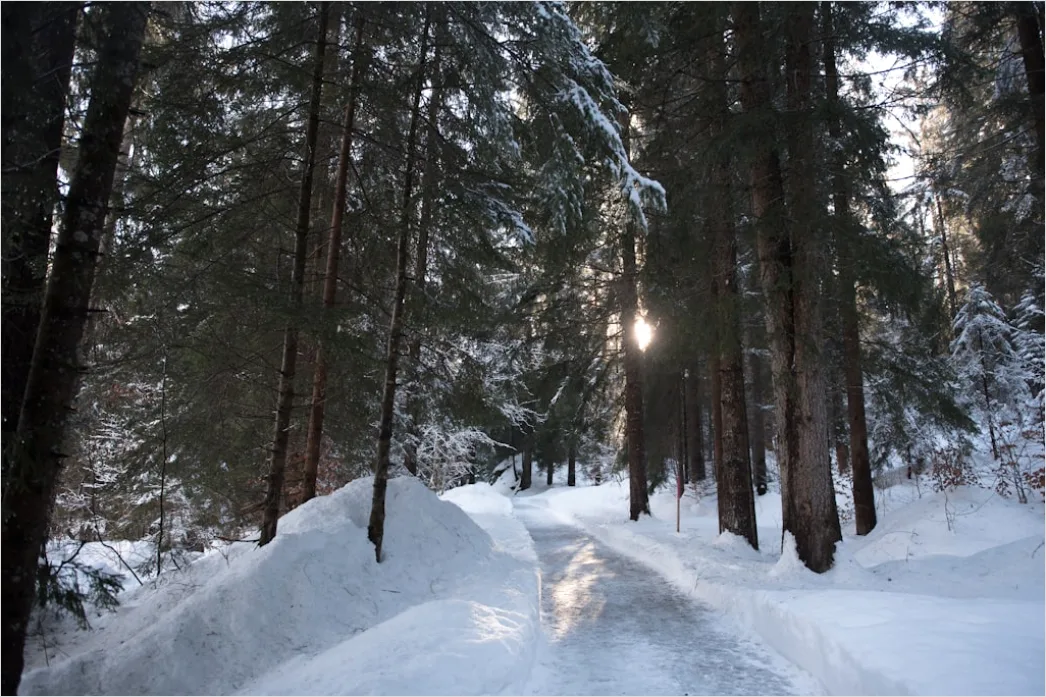 Langlaufen Im Winterwald Spur Im Schnee 1177