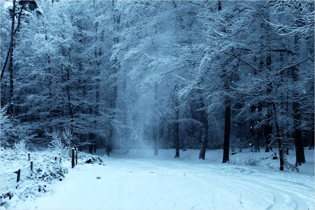 Detail Langlaufen Im Winterwald Spur Im Schnee Number 2