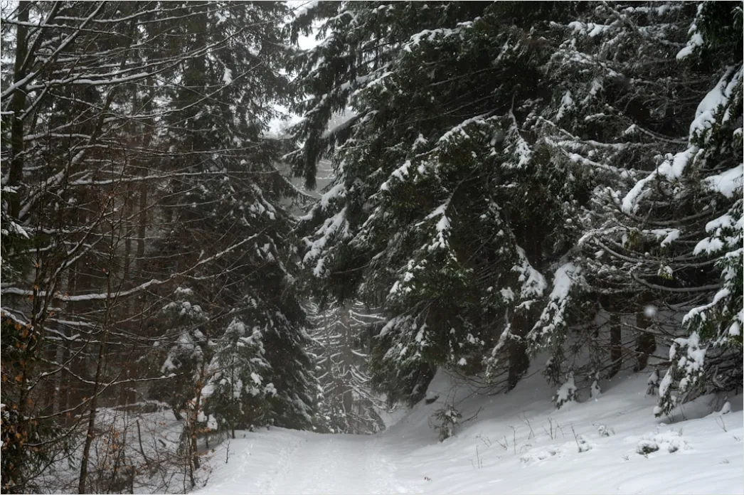 Detail Langlaufen Im Winterwald Spur Im Schnee Number 12