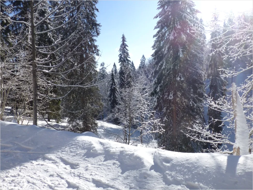 Detail Langlaufen Im Winterwald Spur Im Schnee Number 14