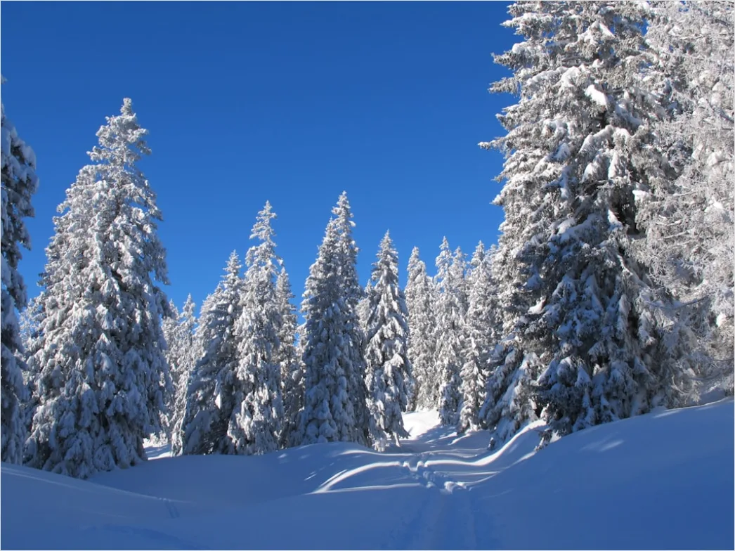Detail Langlaufen Im Winterwald Spur Im Schnee Number 16