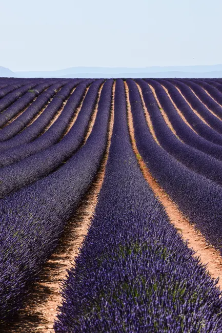 Lavendelfeld Provence Reihen Perspektive Sommer 3a1c