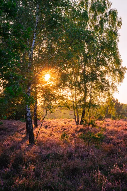 Lueneburger Heide Bluetezeit Violette Landschaft E270