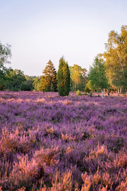 Detail Lüneburger Heide Blütezeit Violette Landschaft Number 2