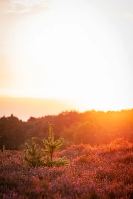Detail Lüneburger Heide Blütezeit Violette Landschaft Number 11