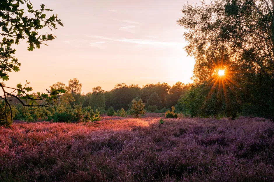 Detail Lüneburger Heide Blütezeit Violette Landschaft Number 12