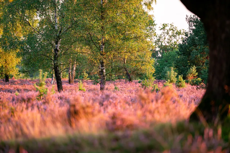 Detail Lüneburger Heide Blütezeit Violette Landschaft Number 13