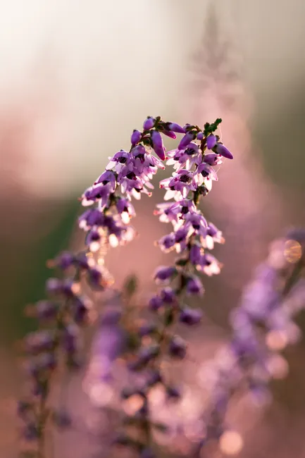 Detail Lüneburger Heide Blütezeit Violette Landschaft Number 14