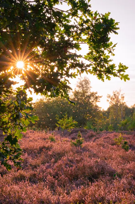 Detail Lüneburger Heide Blütezeit Violette Landschaft Number 15