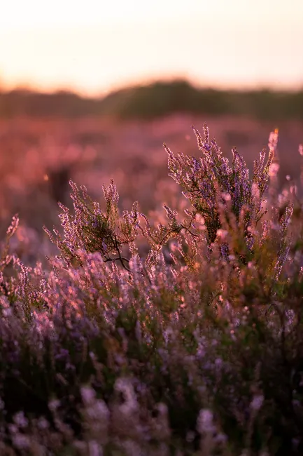 Detail Lüneburger Heide Blütezeit Violette Landschaft Number 17