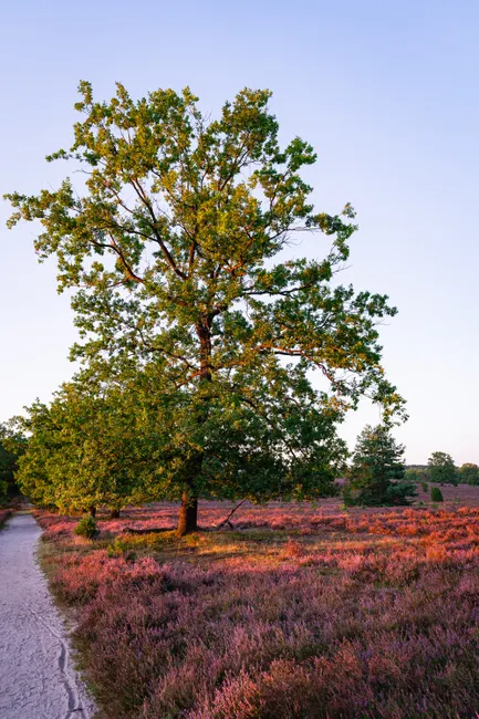 Detail Lüneburger Heide Blütezeit Violette Landschaft Number 3
