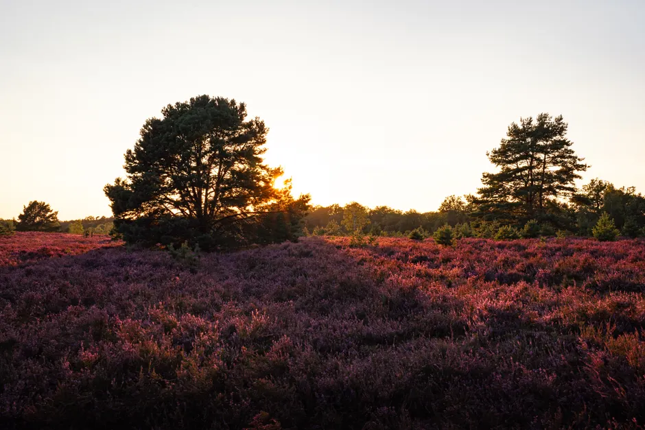 Detail Lüneburger Heide Blütezeit Violette Landschaft Number 5