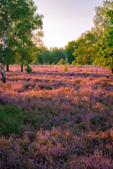 Detail Lüneburger Heide Blütezeit Violette Landschaft Number 8