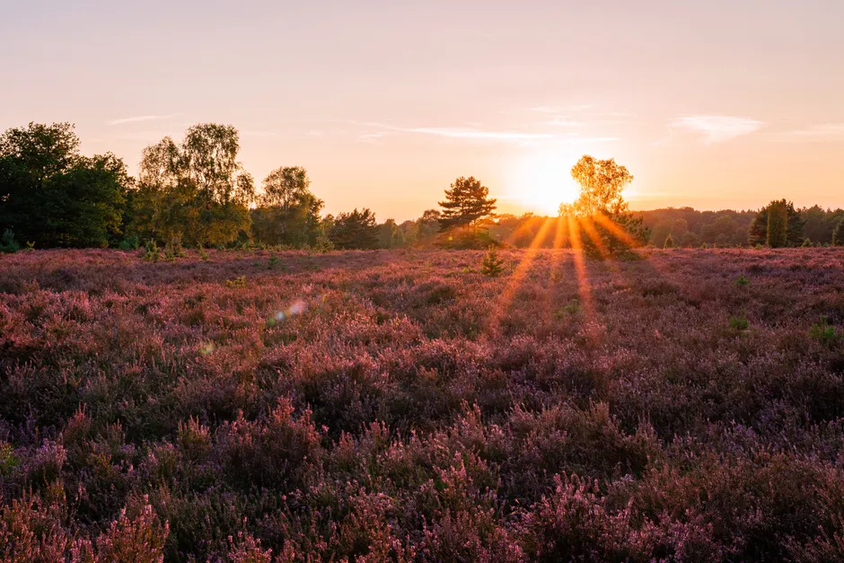 Detail Lüneburger Heide Blütezeit Violette Landschaft Number 9