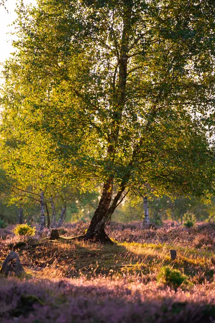 Detail Lüneburger Heide Blütezeit Violette Landschaft Number 10