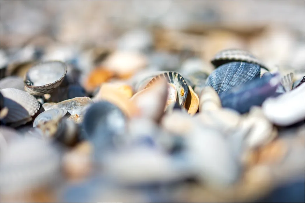 Muscheln Im Sand Nahaufnahme Detail 7352