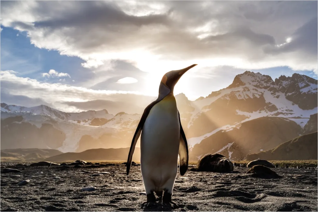 Pinguine Am Strand Patagonien Wildlife Aacc
