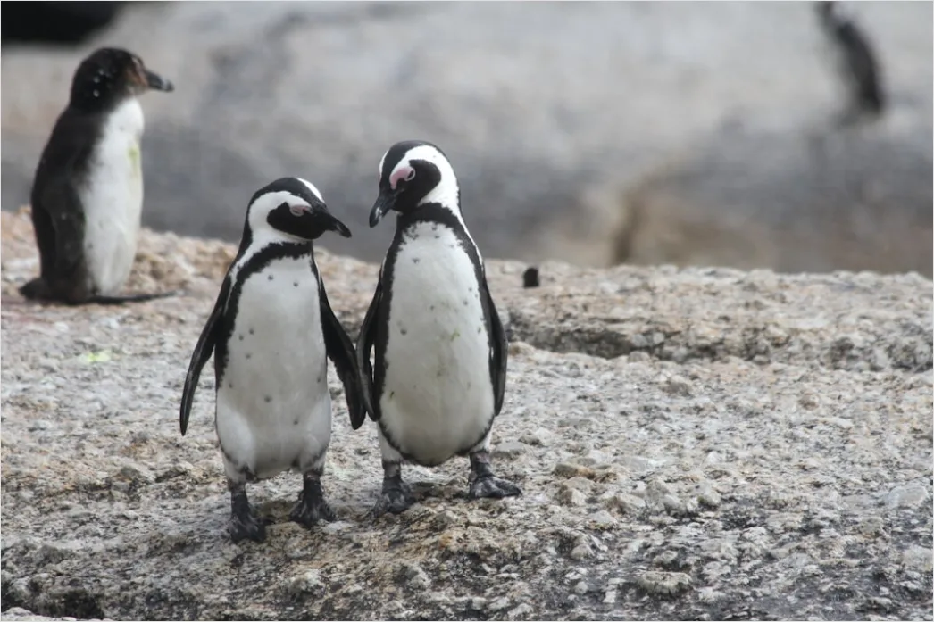 Detail Pinguine Am Strand Patagonien Wildlife Number 2