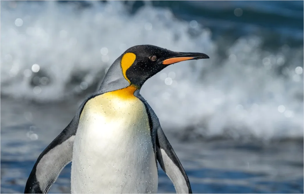 Detail Pinguine Am Strand Patagonien Wildlife Number 11