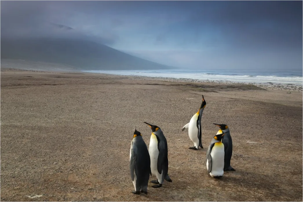 Detail Pinguine Am Strand Patagonien Wildlife Number 12