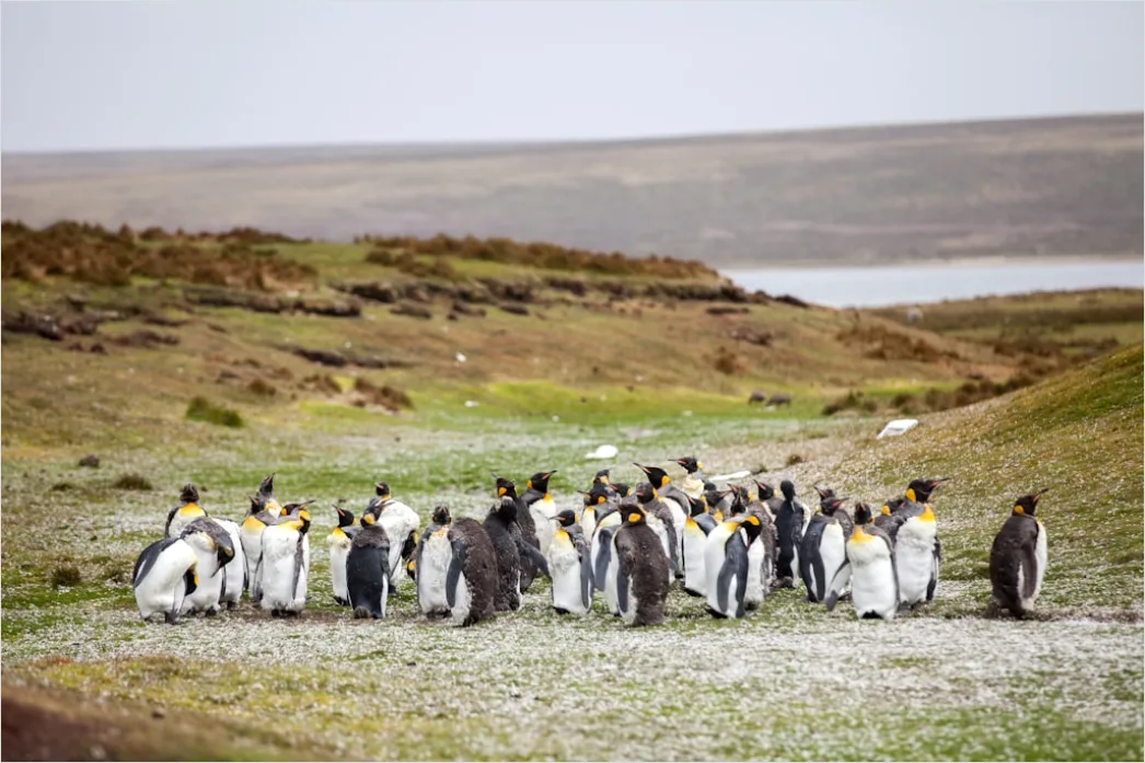 Detail Pinguine Am Strand Patagonien Wildlife Number 13