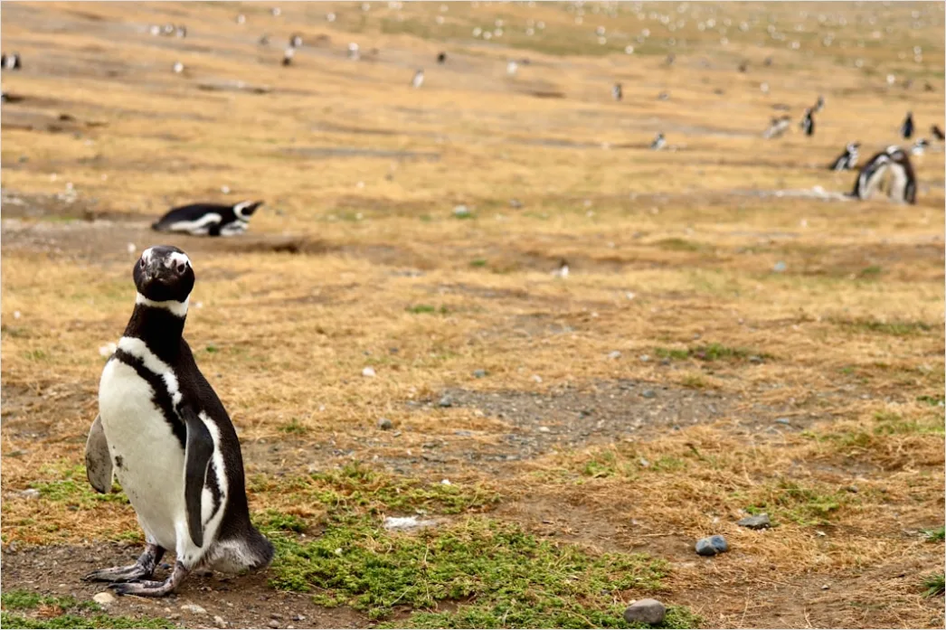 Detail Pinguine Am Strand Patagonien Wildlife Number 14