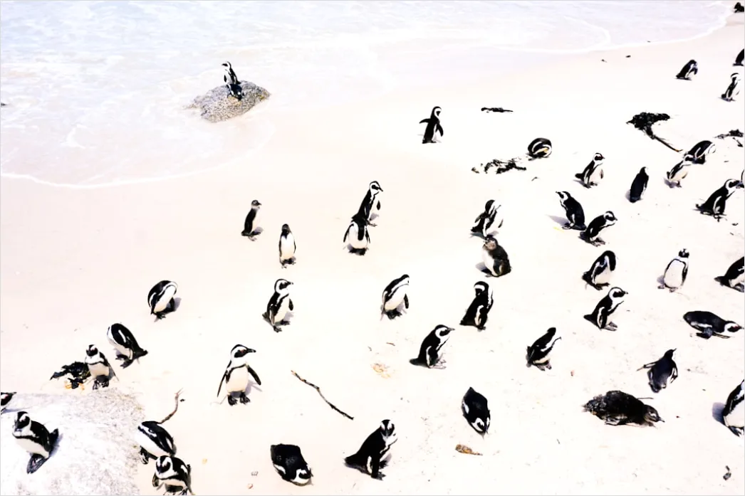 Detail Pinguine Am Strand Patagonien Wildlife Number 15
