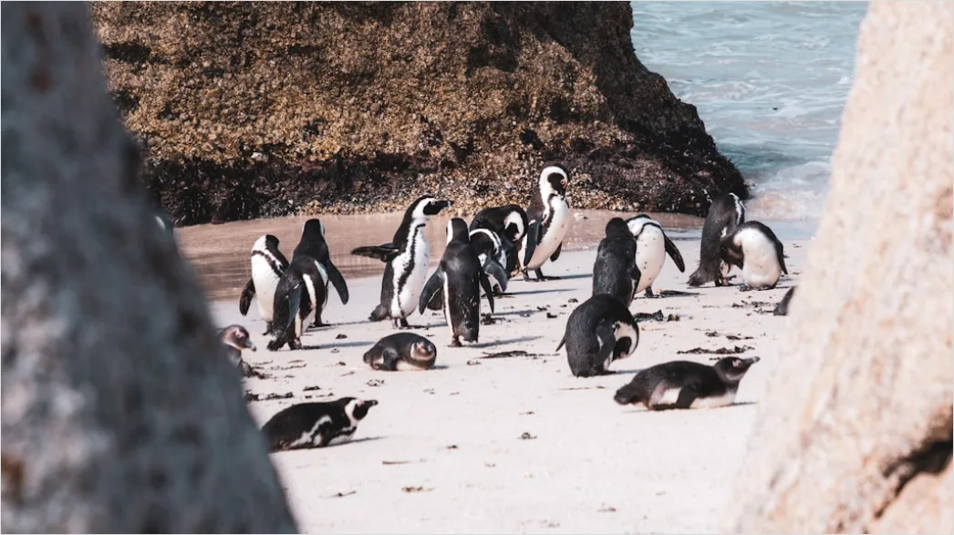 Detail Pinguine Am Strand Patagonien Wildlife Number 16