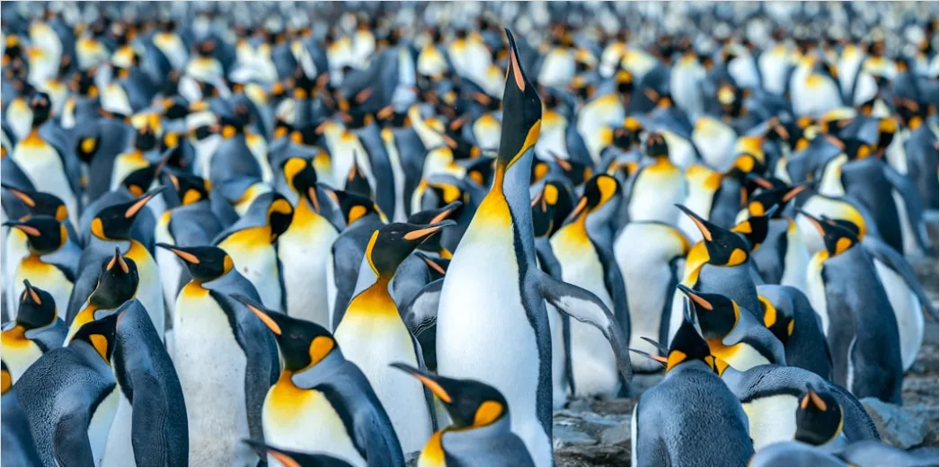 Detail Pinguine Am Strand Patagonien Wildlife Number 17