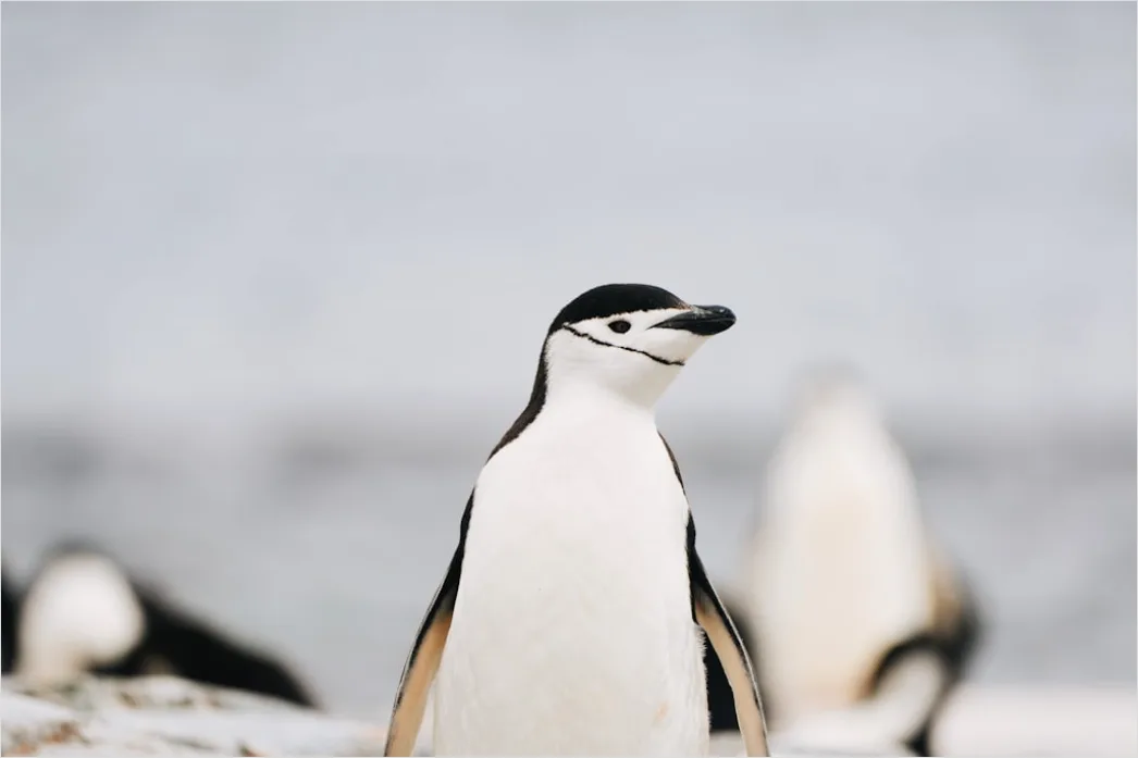 Detail Pinguine Am Strand Patagonien Wildlife Number 18