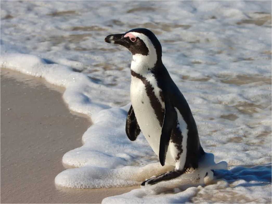 Detail Pinguine Am Strand Patagonien Wildlife Number 19