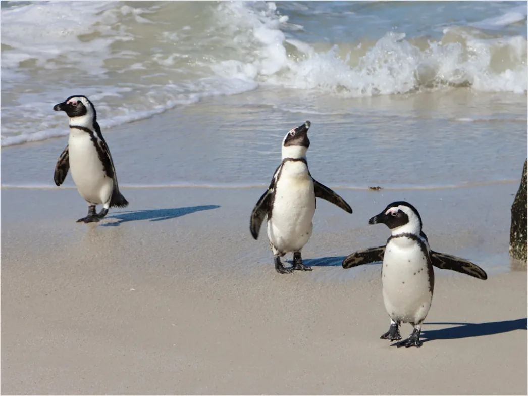 Detail Pinguine Am Strand Patagonien Wildlife Number 20